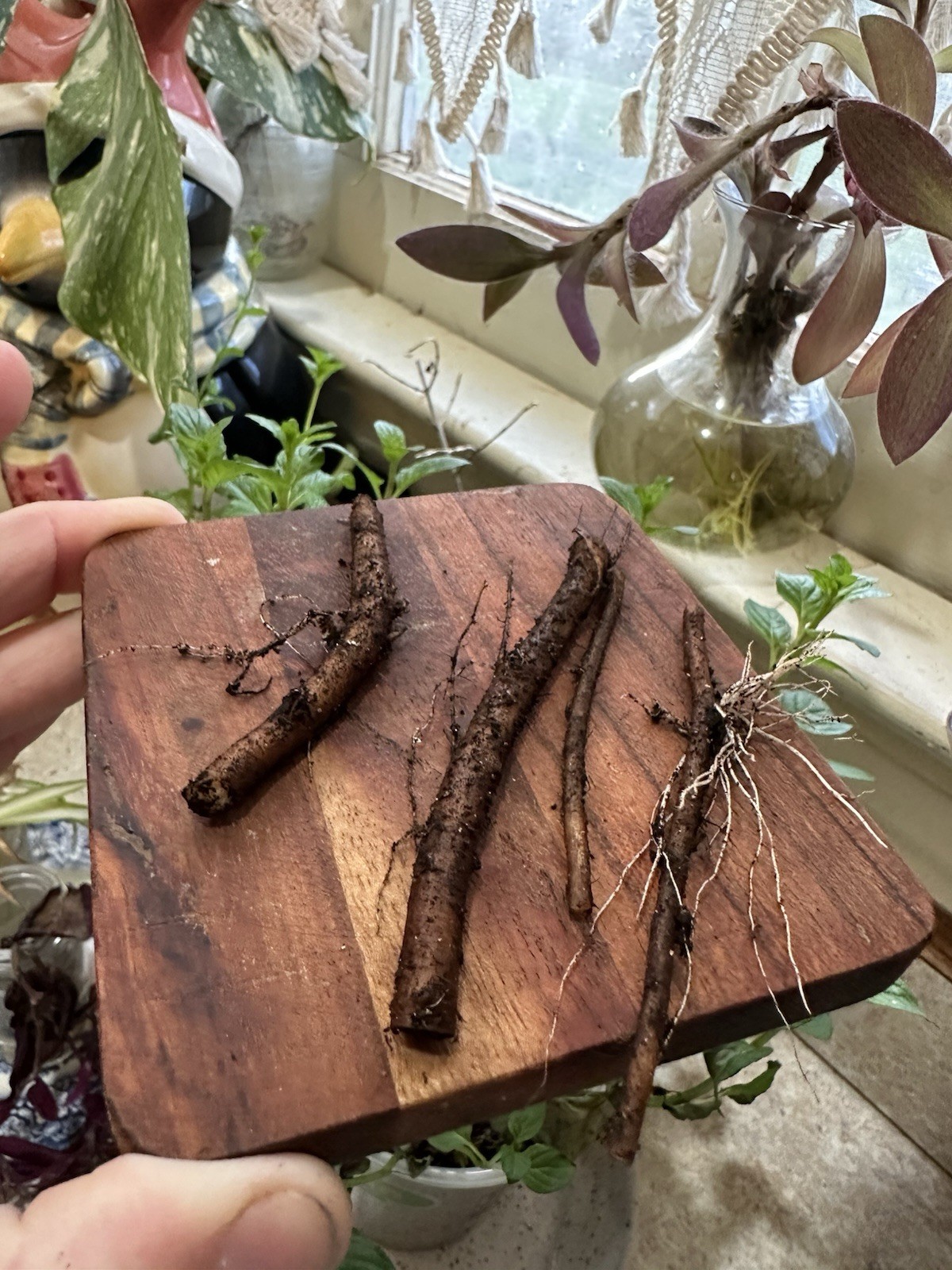 (4 Pieces) Heirloom Organic Comfrey Root Cuttings for Planting