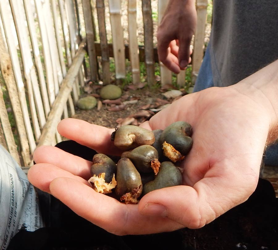 (6) Cashew Tree Seeds for Planting – Anacardium occidentale – Tropical Tree
