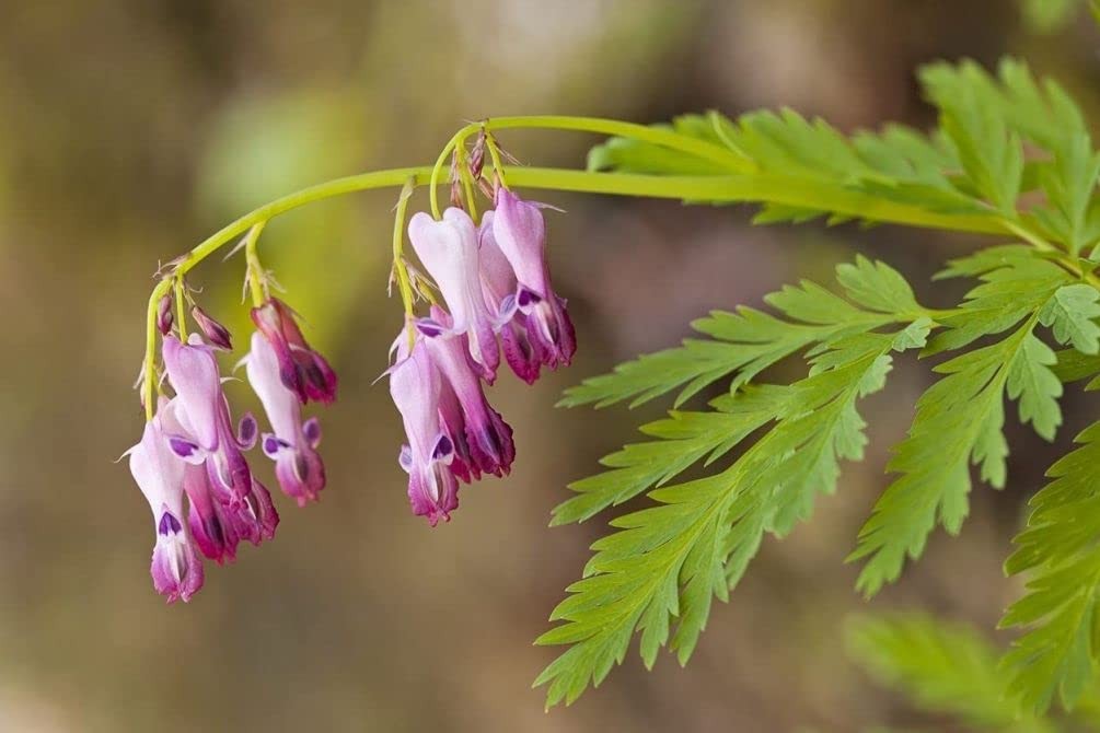 20 + Seeds Mixed Bleeding Heart Seeds Dicentra Spectabilis Shade