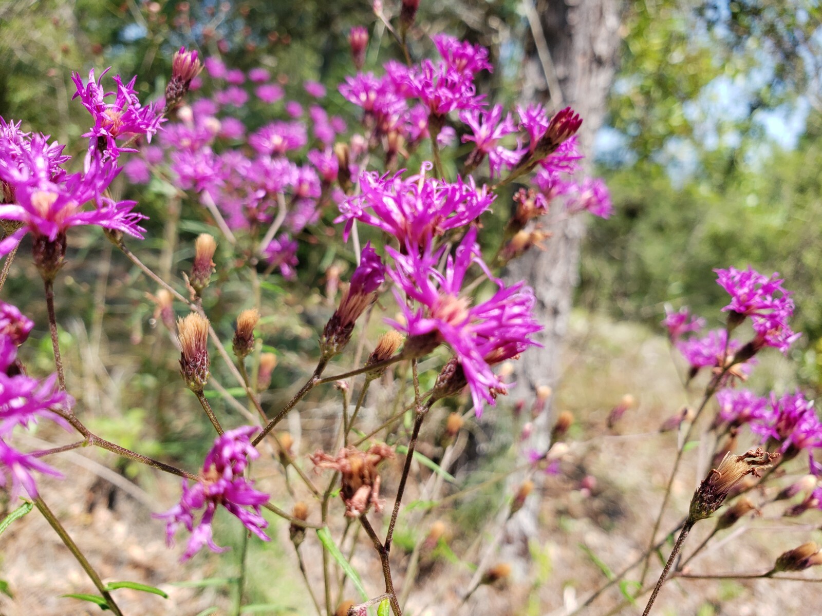 Florida Ironweed | Veronia Gigantea | Florida Native | Organic | 25+ Seeds