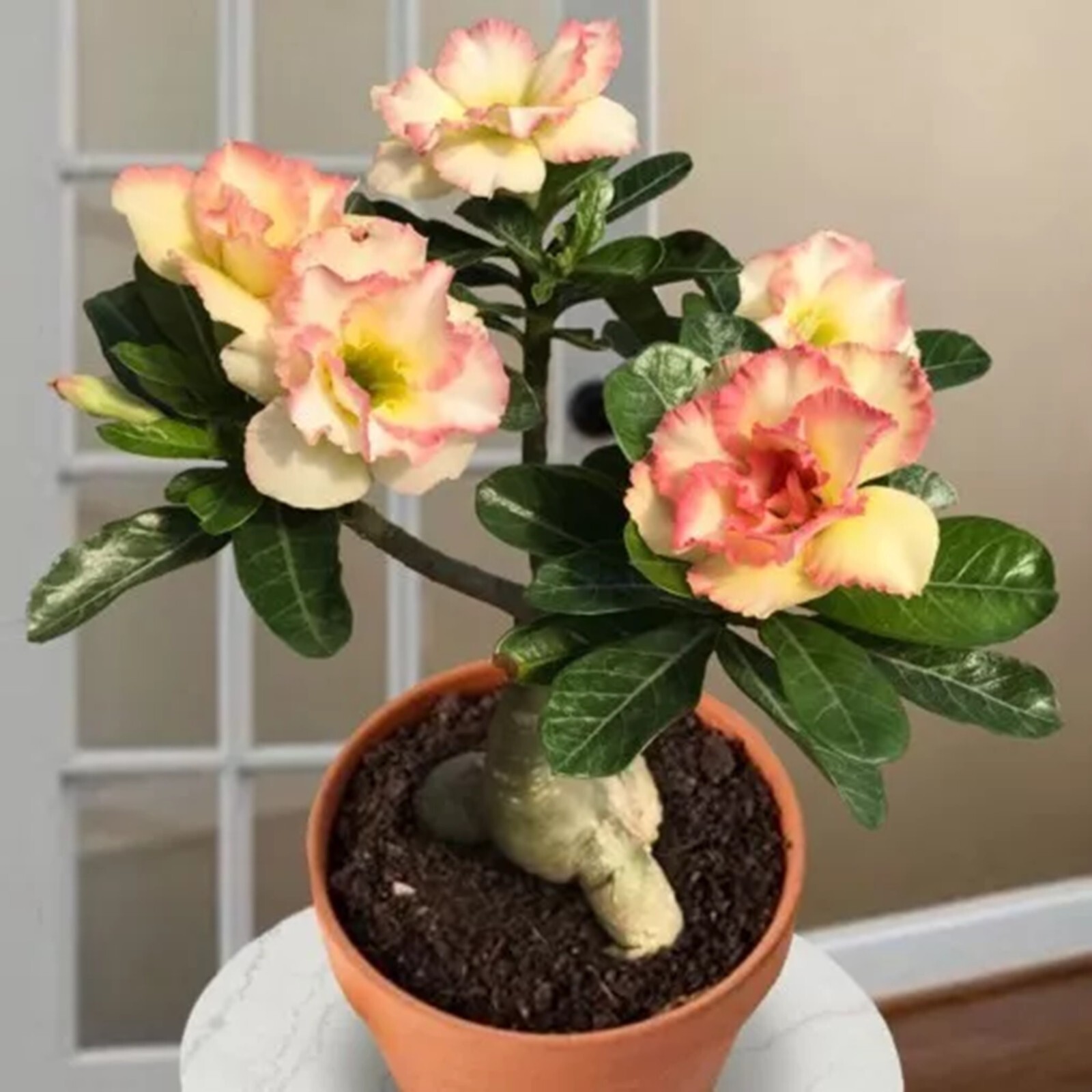 10 Cotton Candy Desert Rose Seeds Adenium Obesum Flower Perennial Seed US SELLER