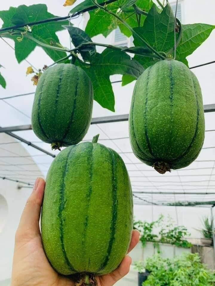 10 Taiwan Hat Giong Muop Tao APPLE LUFFA F1 Seeds Rare蘋果絲瓜 very sweet Giòn Ngot