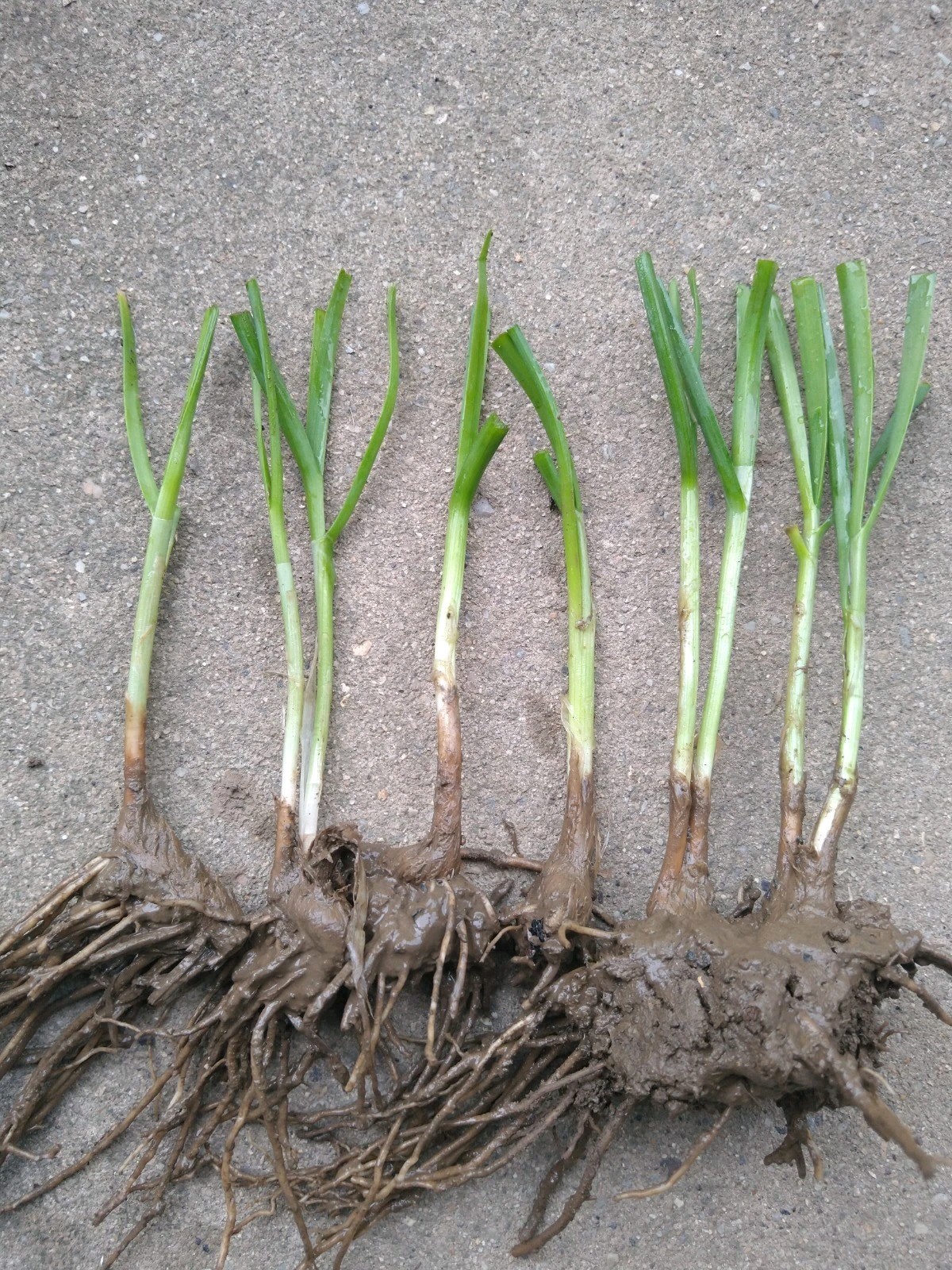 100 Garlic Chives Leek Plant Roots, Allium Tuberosum, Puerros , 韭菜根, 부추