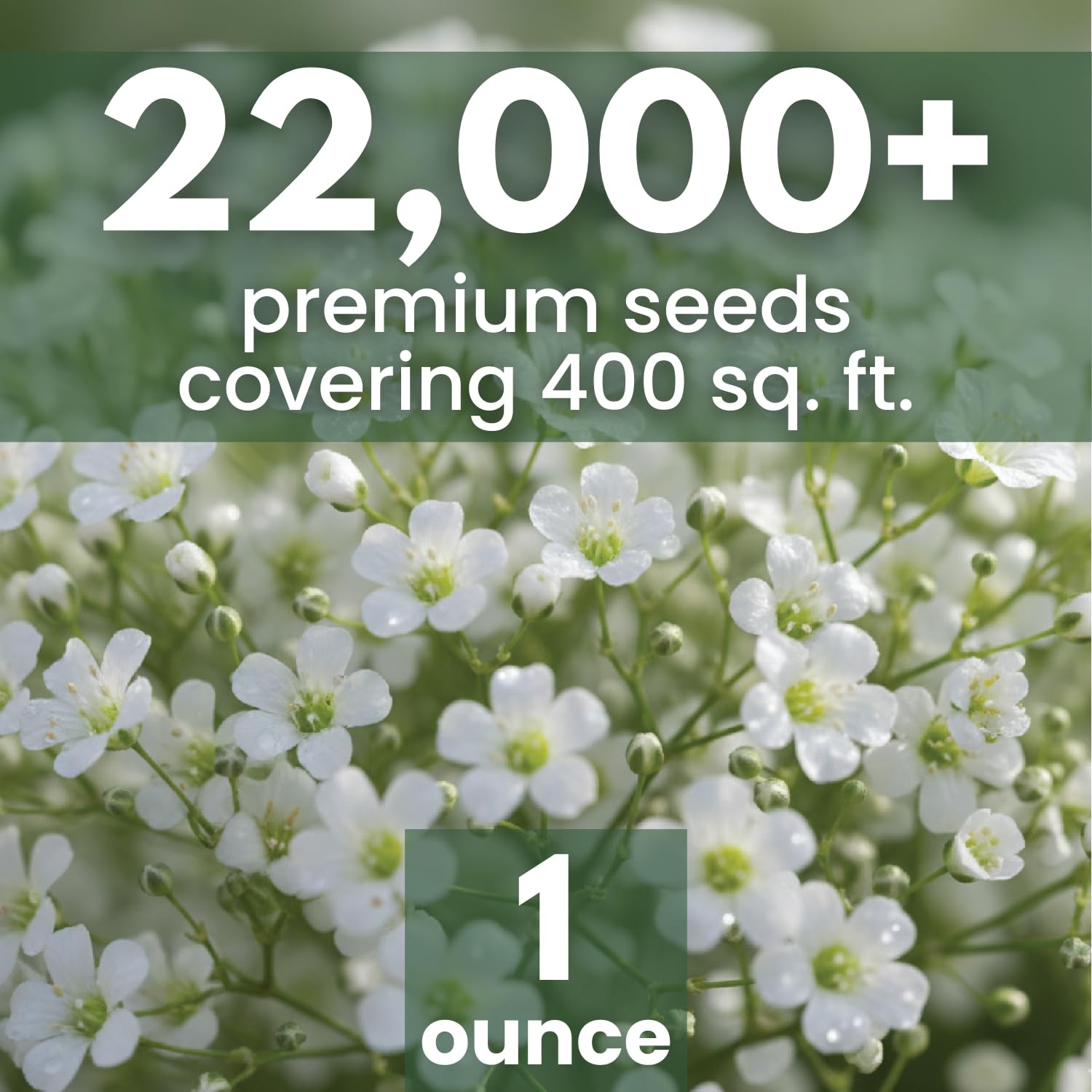Baby’s Breath – 22,000 Seeds for Planting – 2026 Season – 1 Ounce Pouch