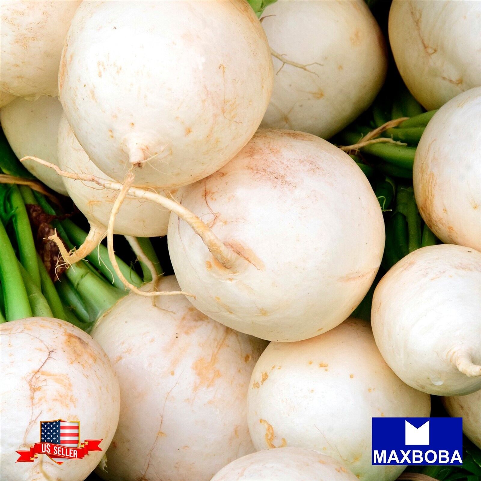 200 Radish Fresh Seeds – Hailstone Raphanus Sativus Non-GMO Heirloom