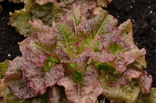 Lettuce Red Sails Heirloom Vegetable By Seed Kingdom 300 Seeds