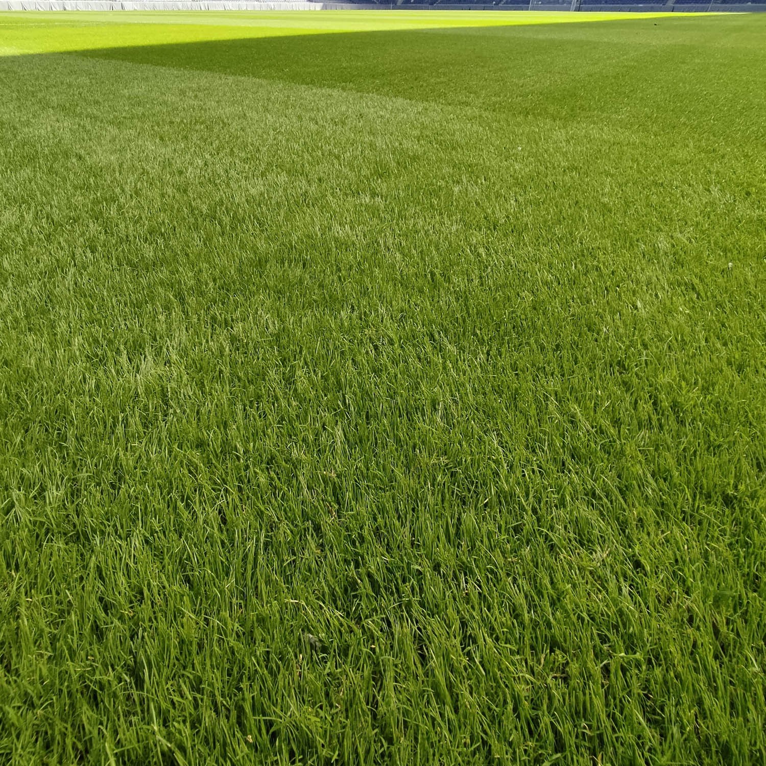 25 LBS Full House Monaco & Hollywood Drought Tolerant Bermuda Grass Seed