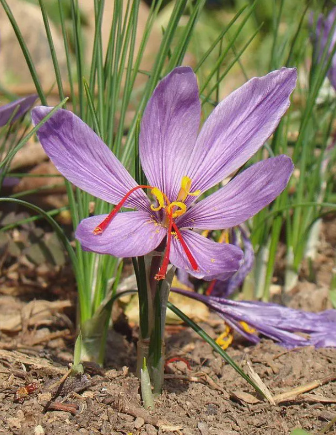 Saffron Crocus 15 Bulbs – Crocus Sativus – Easy Grow Flower Bulbs Kit