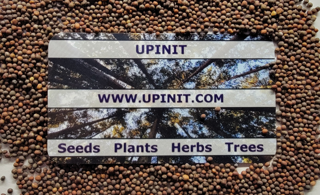 Broccoli Seeds (Waltham 29)