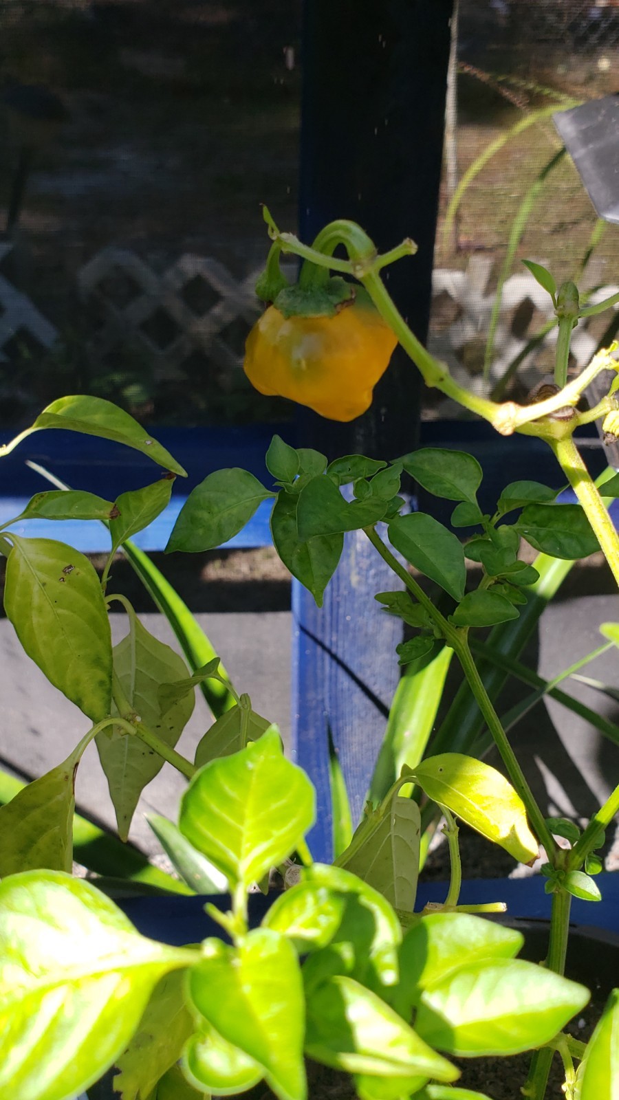 10+ Heirloom, Open Pollinated, Non GMO Garden Seeds Straight From My Garden