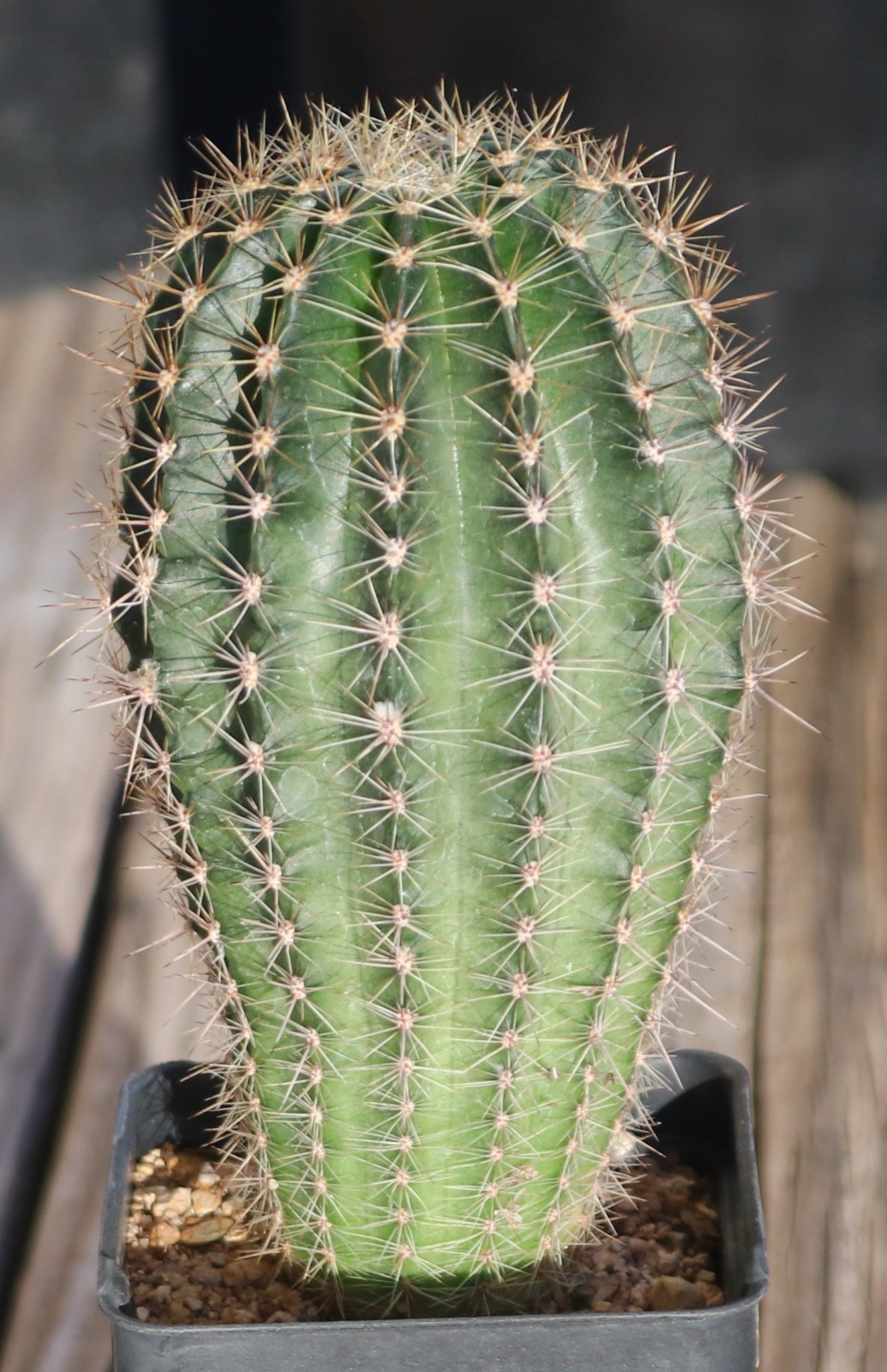 Echinopsis hybrid ‘Salmon Queen’