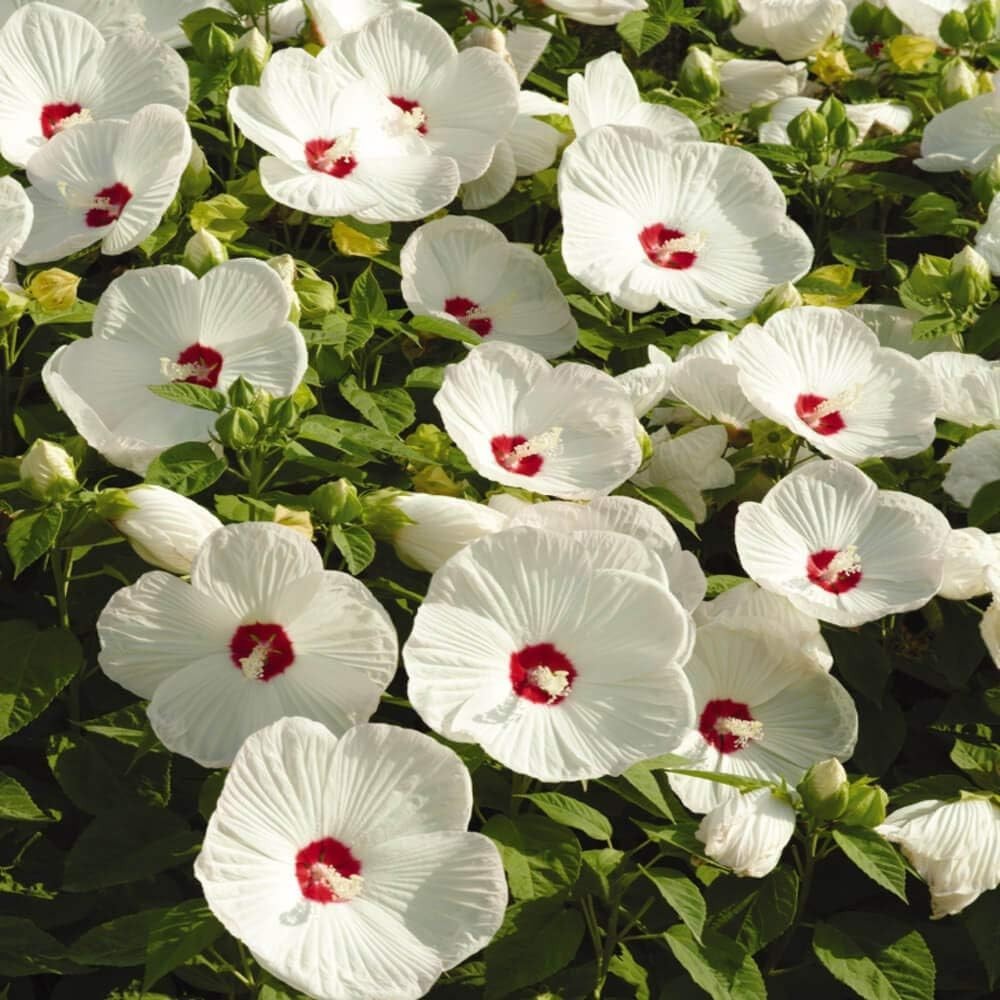 Luna White Hibiscus Seeds – 10 Pcs Perennial Flower Seeds for Planting Pollin…