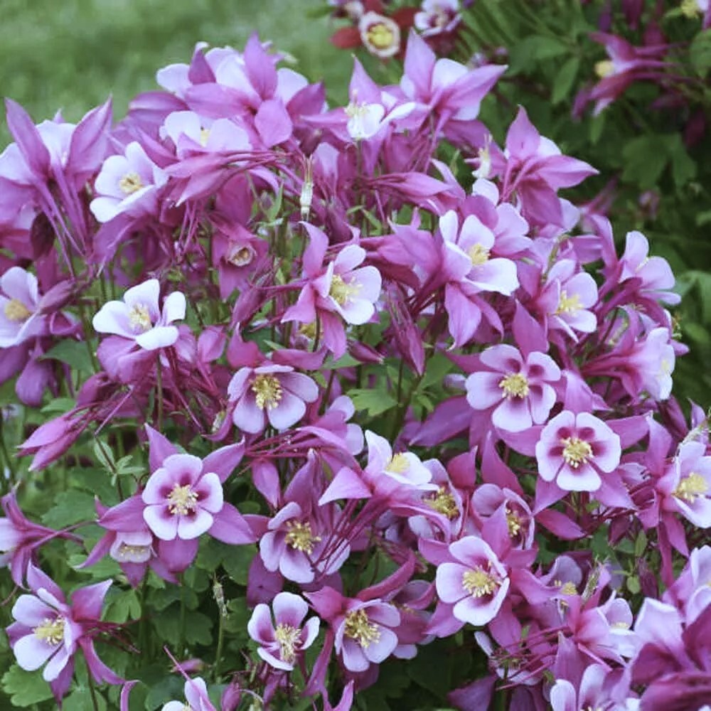 50 to 1000 Columbine Flower Seeds – Tyrian Purple Plum Color