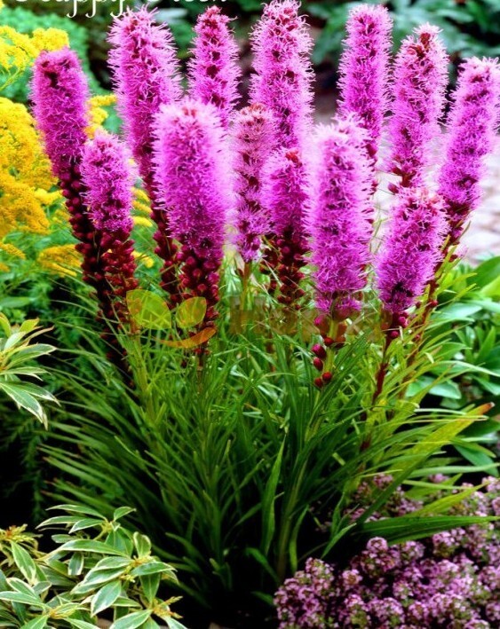 100+Prairie Blazing Star Seeds Snakeroot Thick-Spike Gayfeather Wildflower USA