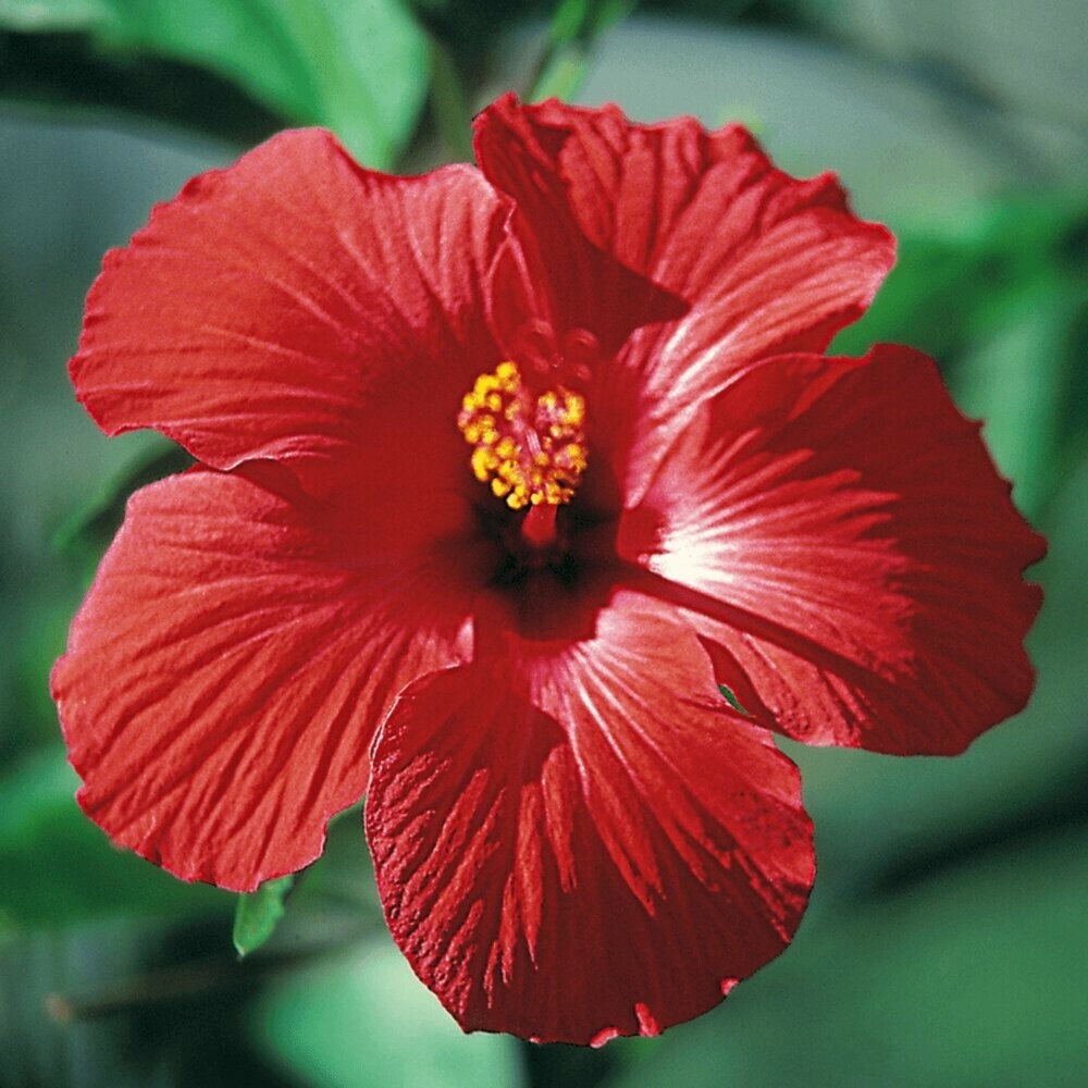 Red/Pink/White Hibiscus 100+ Seeds: Beautiful, Hardy Perennials – U.S. SELLER