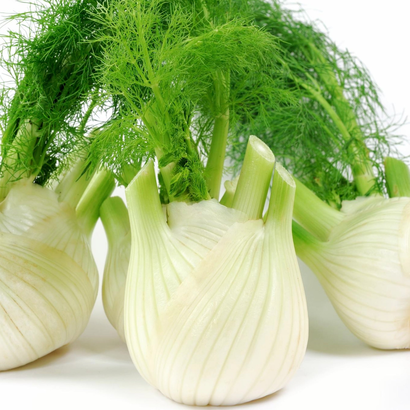 Fennel – Seeds – Organic – Non Gmo – Heirloom Seeds – Herb Seeds