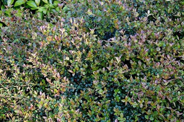 Ugni molinae | Chilean Guava | Strawberry Myrtle | 10 Seeds