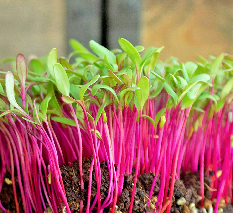 101+ BULLS BLOOD BEET Seeds Heirloom Vegetable Garden Patio Container Fast Easy