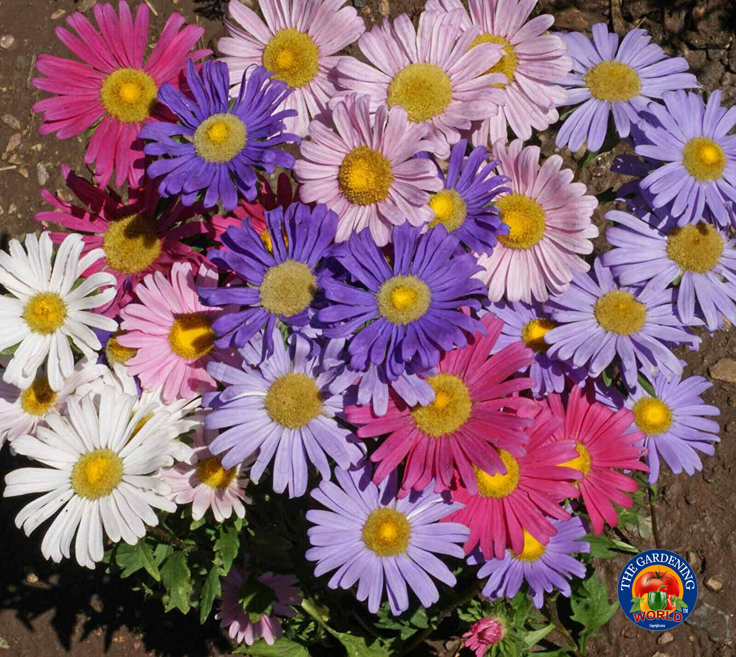 1oz China Aster Single Flower Seeds Sensation Mix Callistephus chinensis 15,000