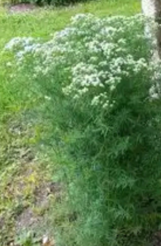 fReE!Bogo! Mountain Mint Seed 100+SlenderLeafed Native Organic Butterflies Bees