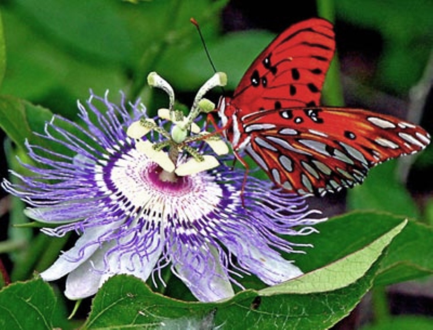 Passiflora Caerulea 15 cuttings, Blue Passion flower vine, 6-8 inches long each