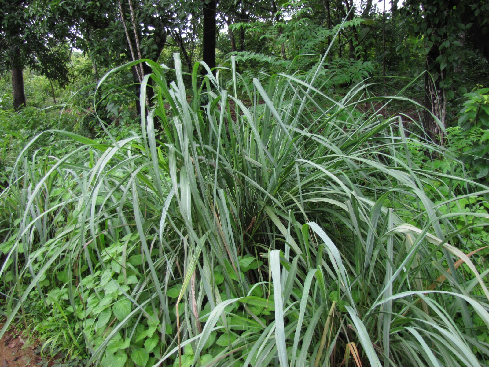 100+ Lemongrass Seeds, Heirloom & NON-GMO, Always Fresh Seeds for Your Garden