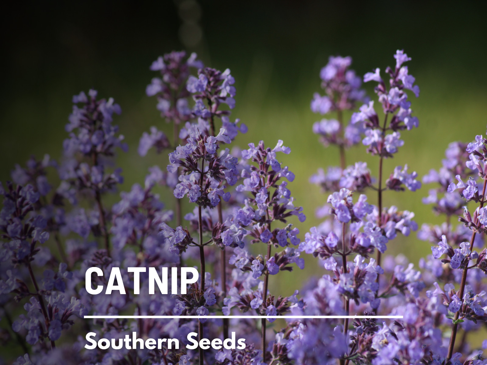 Catnip Seeds, Heirloom Medicinal Herb, Cat Lover’s Favorite, USA Grown