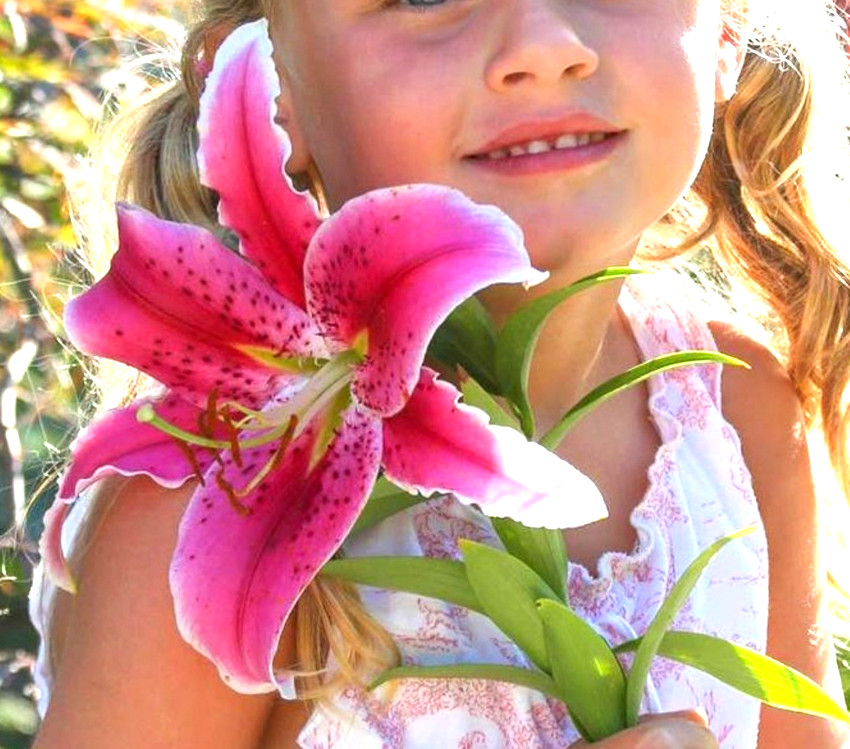 Lily Flower Bulbs 4 Stargazer Pink White Large Exquisite Flowers Spring Plant