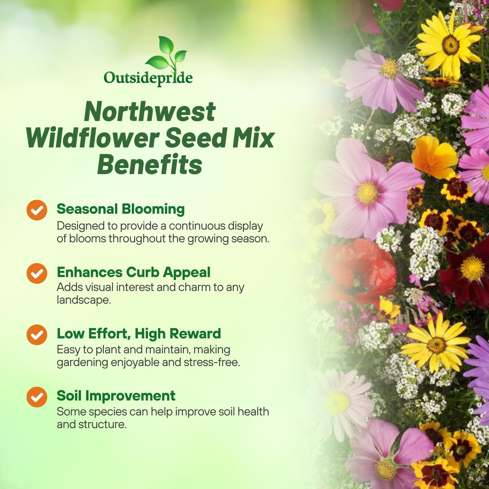 Northwest Wild Flower Seed Mix – 5 lbs Premium Blend of Annual & Perennial Wi…