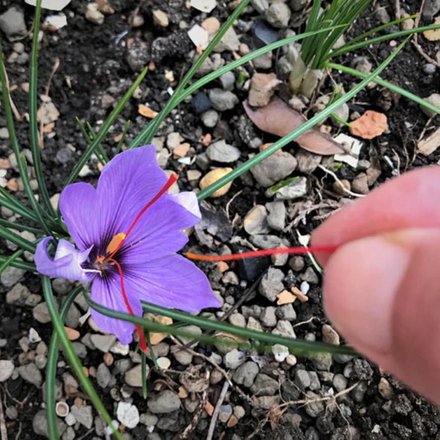 Saffron Crocus 15 Bulbs – Crocus Sativus – Easy Grow Flower Bulbs Kit