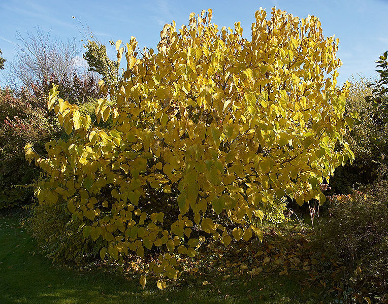 Black Mulberry, Morus nigra, Tree Seeds (Hardy, Edible)