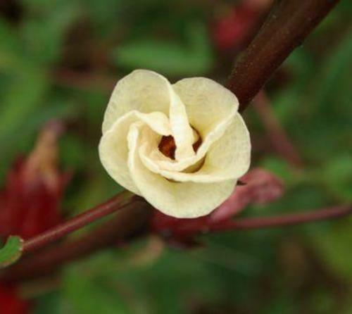 Hibiscus sabdariffa | Yellow Flower | Roselle | Karkadeh | Pundi Palle | 10 Seed