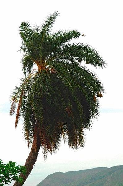 Phoenix sylvestris | India Date Palm | Silver Date Palm | 20 Seeds