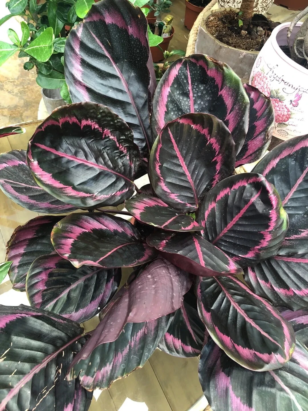 25+ Seeds Edgy Pink Calathea Couture Flower Indoor or Outdoor Beautiful Plant