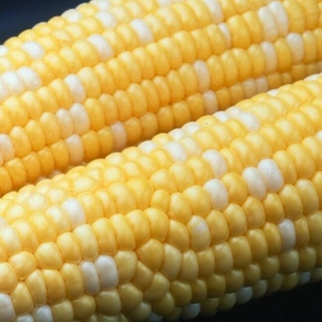 500+ Peaches and Cream Sweet Corn Seeds – Heirloom – Non Gmo