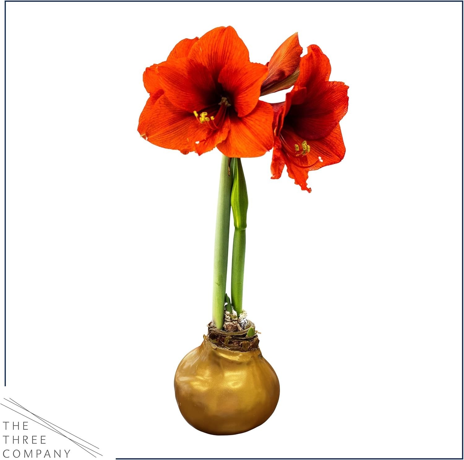 Stunning Waxed Amaryllis Bulb – Low Maintenance Live Plant for the Holidays