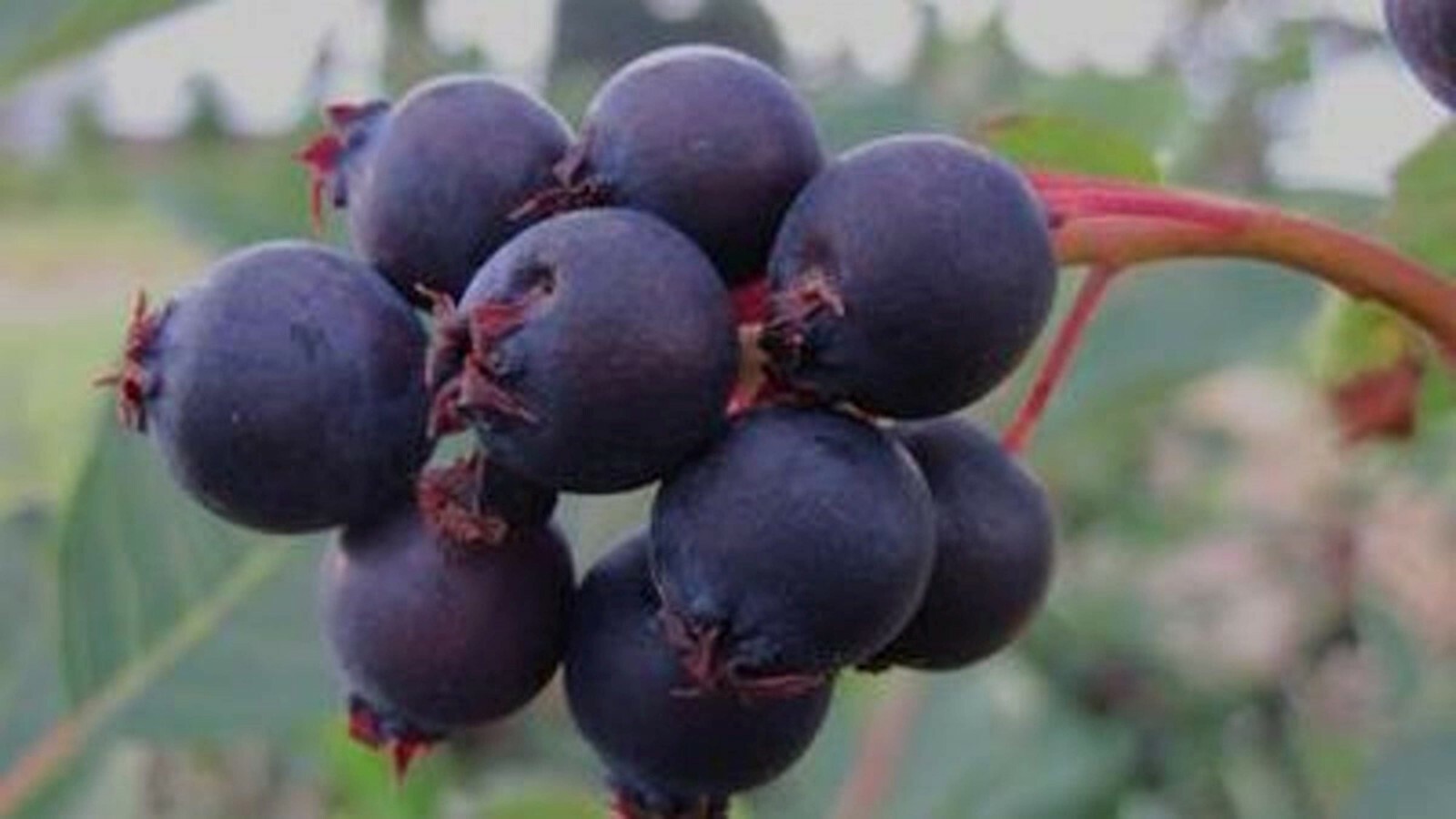 Saskatoon Serviceberry 8-12″ tall 1-2 y.o. (Amelanchier) Bare Root Juneberry