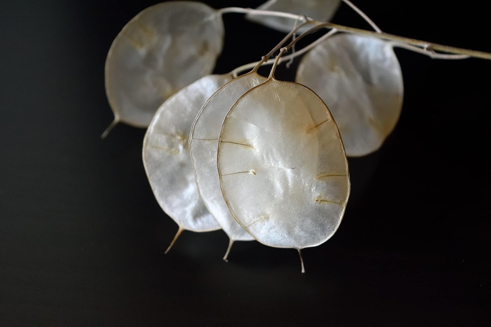White Money Plant Seeds for Planting – 30 Seeds – Lunaria Biennis – Honesty Plan