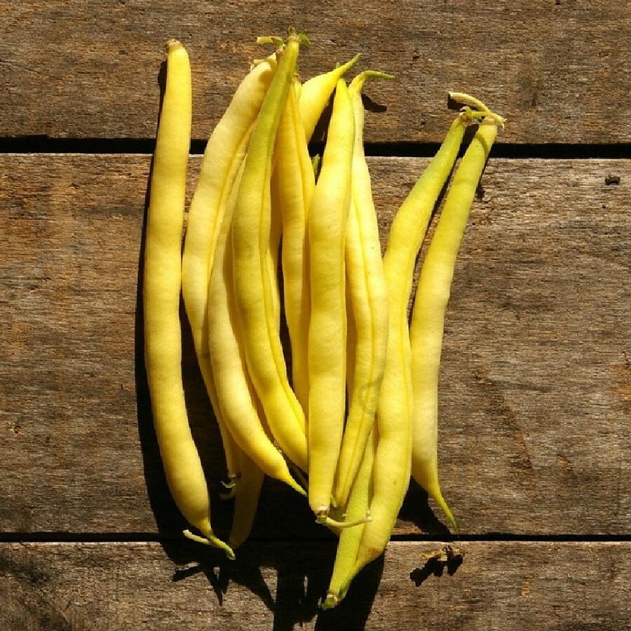 Golden Yellow Wax Bean Seeds | USA Vegetable String Green Butter Pod Seed 2024