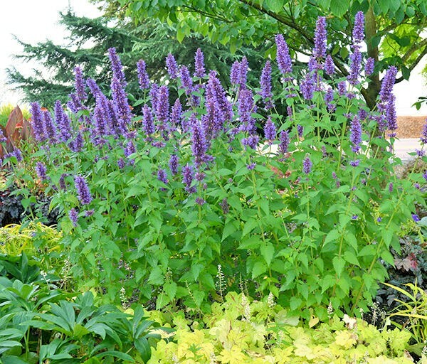 100+Purple GIANT HYSSOP Seeds Native Wildflower Drought Heat Cold Pollinators