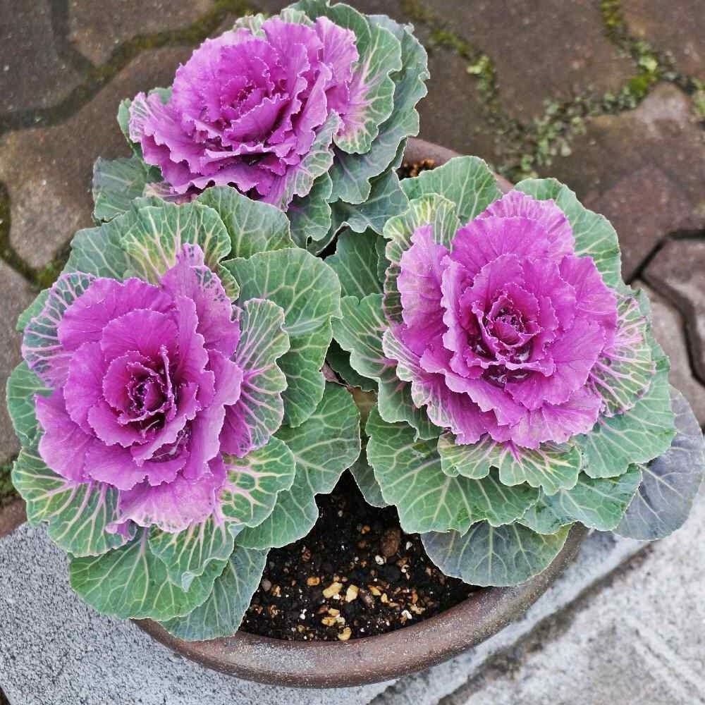 Ornamental Cabbage Seeds (Brassica Oleracea) -QTY 25 SEEDS | Beautiful Flower US