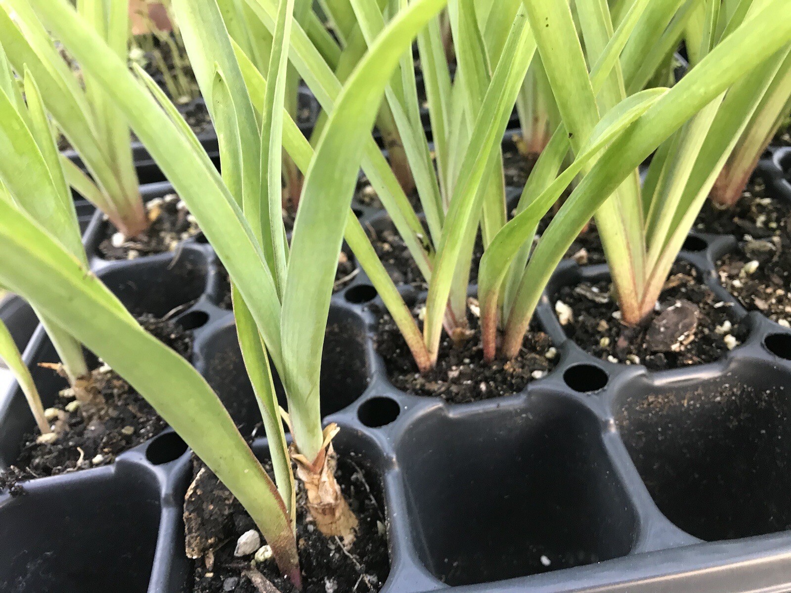 Tuberose bulbs double Pearl (Polianthus) Bare root plants set of 8+ Bubbletts