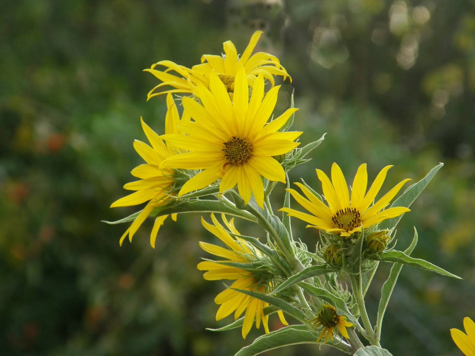 101+MAXIMILIAN Prairie SUNFLOWER Seeds Native Wildflower Heat Cold Drought Fence