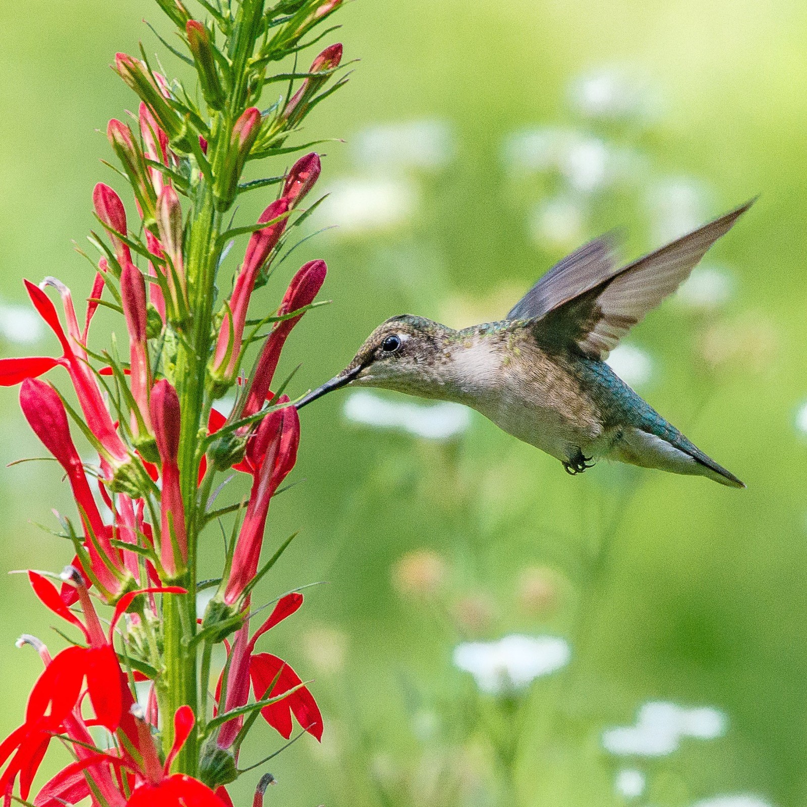 5 Cardinal Flower Wildflower Bare Root Lobelia cardinalis