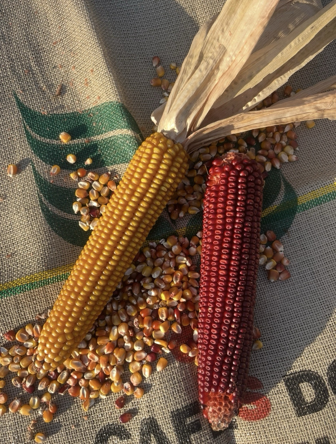 Wapsie Valley Seed Corn 5 Pounds