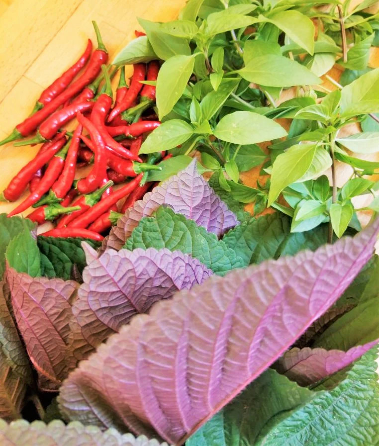 Vietnamese Perilla (Shiso) Seeds | La Tía Tô Asian Mint Thai Basil Seed for 2024