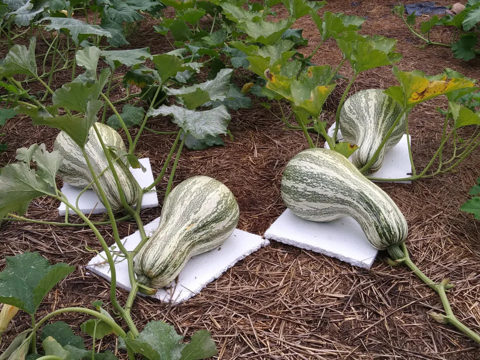 Green Striped Cushaw Seeds | Silver Pumpkin Winter Squash Vegetable Seed 2023