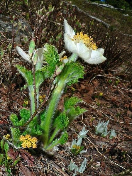Anemone occidentalis | Western Pasqueflower | 20 Seeds
