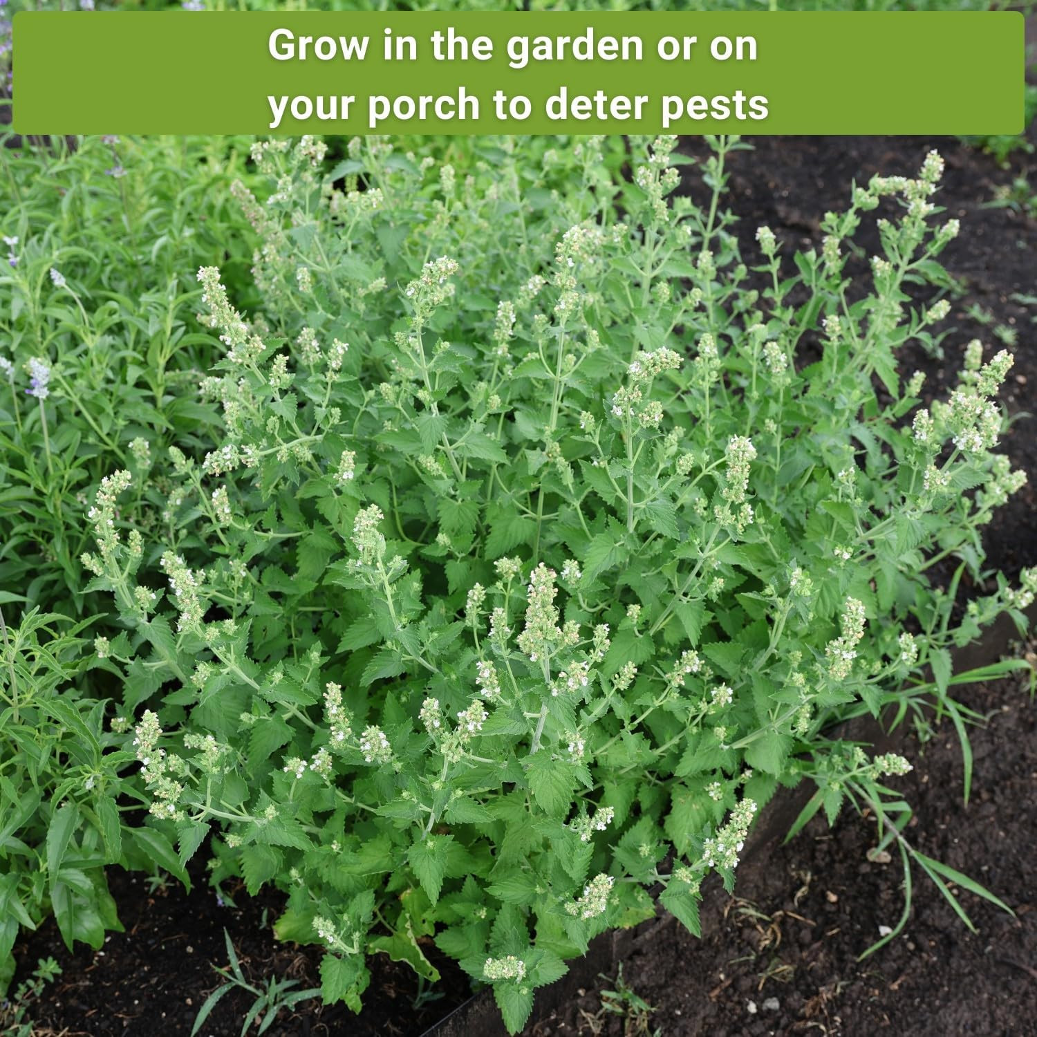 Insect & Pest Repellent Seed Collection 5 Packets Lavender Catnip Marigold