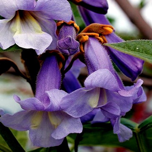 100 Royal Empress Tree Seeds “FASTEST GROWING TREE in the WORLD”